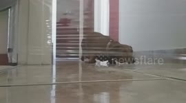 This pup is too clever for the cling film challenge!
