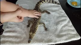 Funny moment toddler terrified of baby gator