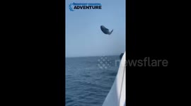 Amazing Playful Jumping Bottlenose Dolphin Right Next to Our Boat in Newport Beach, California