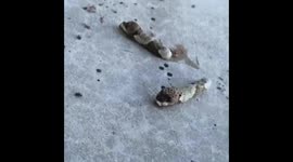 What are these strange critters? They were pigging out on the leaves of a lime tree.