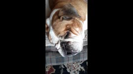 Bulldog snores louder than a human and that lip flap