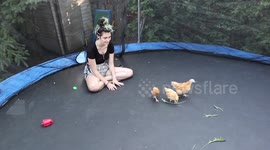 Chicken Yoga Gets Interrupted by Alaskan Malamute Sojous hunter instincts