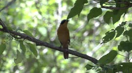 The electrifying songs of the White-browed Robin-Chat