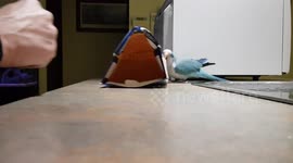 Parrot hides in box Laughing