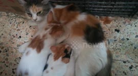 Sofi Kitten Double Breastfeeding