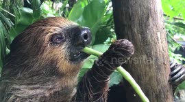 Sleepy sloth eats green bean for lunch