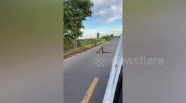 Wild Monitor Lizards Wrestle In Road