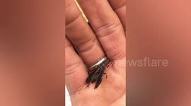 Drowned Wasp Revived With CPR In Kentucky, USA