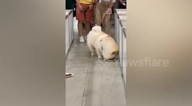Chubby dog distracted by food during race