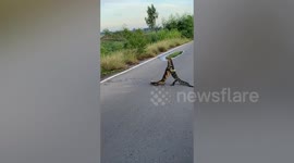 Wild monitor lizards wrestle on road