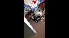 Butch Jack Russell is a Naughty boy