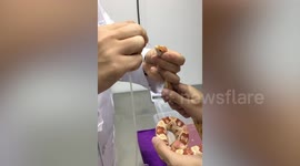 Snake De-Wormed By Vets In Thailand