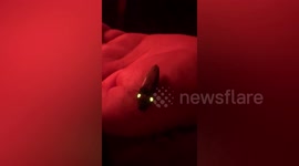 Woman find creepy insect with glowing eyes