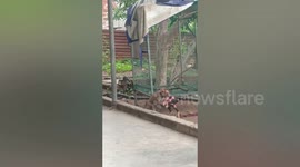 Pet monkey fights with rooster