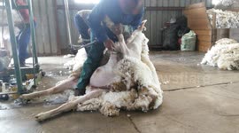 ASMR - Sheep wool shearing video and sound
