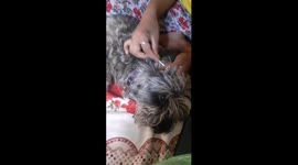 Dog relaxing while cleaning his ears with bud ASMR