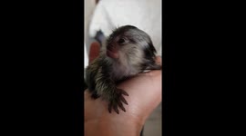Cute marmerset monkey baby