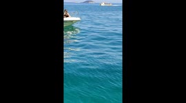 Sea turtle coming up in sea surface