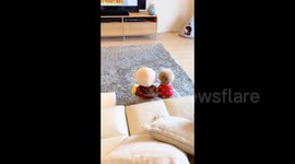 Japan: Toy Poodle Finds Its Anime Doppelganger