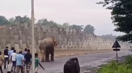 Residents in east India shocked when wild elephant takes a stroll along town highway