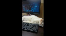 Sofi Kitten Mummy Sleep While Owner Watch Movie