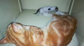 Sofi Kitten Brother Protects Her From Home Falling