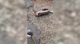 Python regurgitates goat that was used as live bait to catch snakes in Malaysia