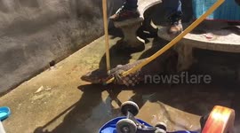 Mother, 52, shocked after finding monitor lizard under garden table