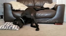 Cute Black Labrador Dog resting head on cushion