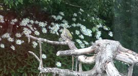Green Woodpecker & Red Admiral sunning on Treelipede sculpture in Stroud, Gloucestershire, then woodpecker probing for ants