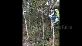 Feral hog forces Indonesian hikers to seek refuge up trees