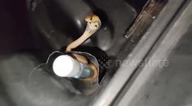 Woman finds young cobra in her scooter boot space in India