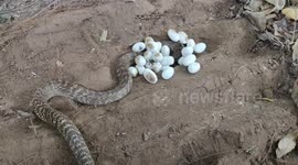 Angry cobra tried to attack the rescuer in order to protect its eggs in Southern India
