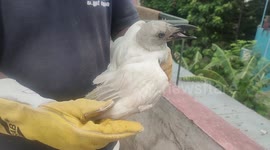 Stunning and ultra-rare albino CROW rescued in southern India