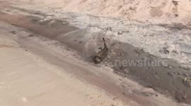Rescue Dog Wipes Out On Massive Dune