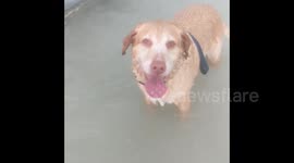 Brave dog survives torrential weather during Tropical Storm Laura in Florida