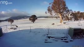 Pack of kangaroos skip through snow in New South Wales