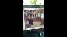 Bear close to kids at Great Smoky Mountain