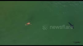 Swimmer approaches great white shark in deep waters off California coast
