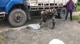 Pythons rescued by forest officials in northern India