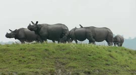 Rhino herd take to high ground after flooding hits national park in eastern India