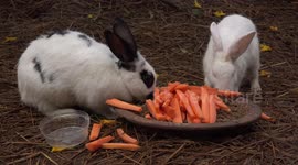 Mr and Mrs Rabbit having dinner, and practicing social distancing, they sit apart, and Mr. Rabbit even leaves the restaurant before his wife.