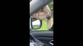 Monkey Peed On The Car Window In A Safari Park