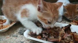Sofi Kitten Food Contest With Triplets