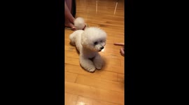Cute Dog Learning Play Dead Trick