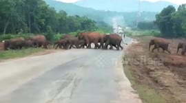 Herd of elephants cross national highway in eastern India