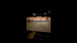 Cows block traffic on road in Malaysia