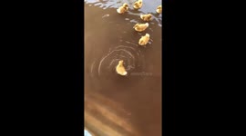 The duckling moves in circles on the water