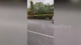 Driver saves injured bird stuck in the middle of busy road