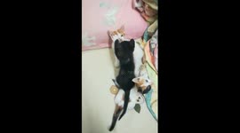 Sofi Kitten Triplets Bed Fight
